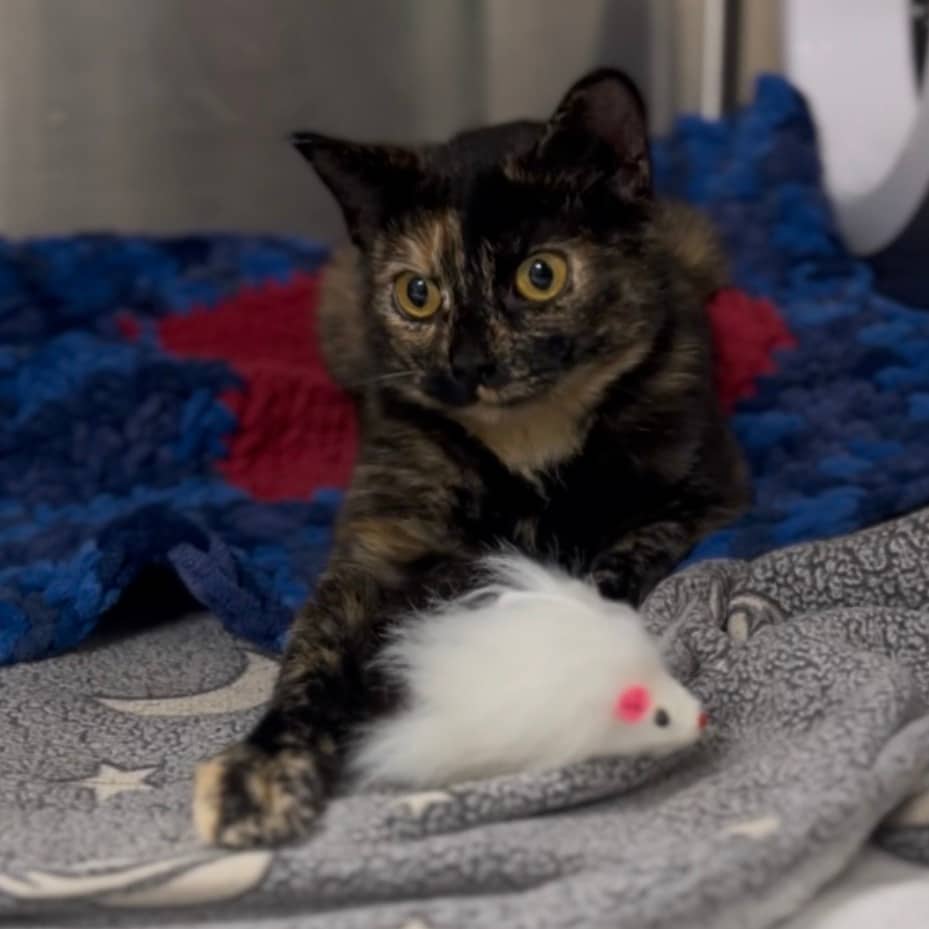 Mamacita - Domestic Shorthair available for adoption