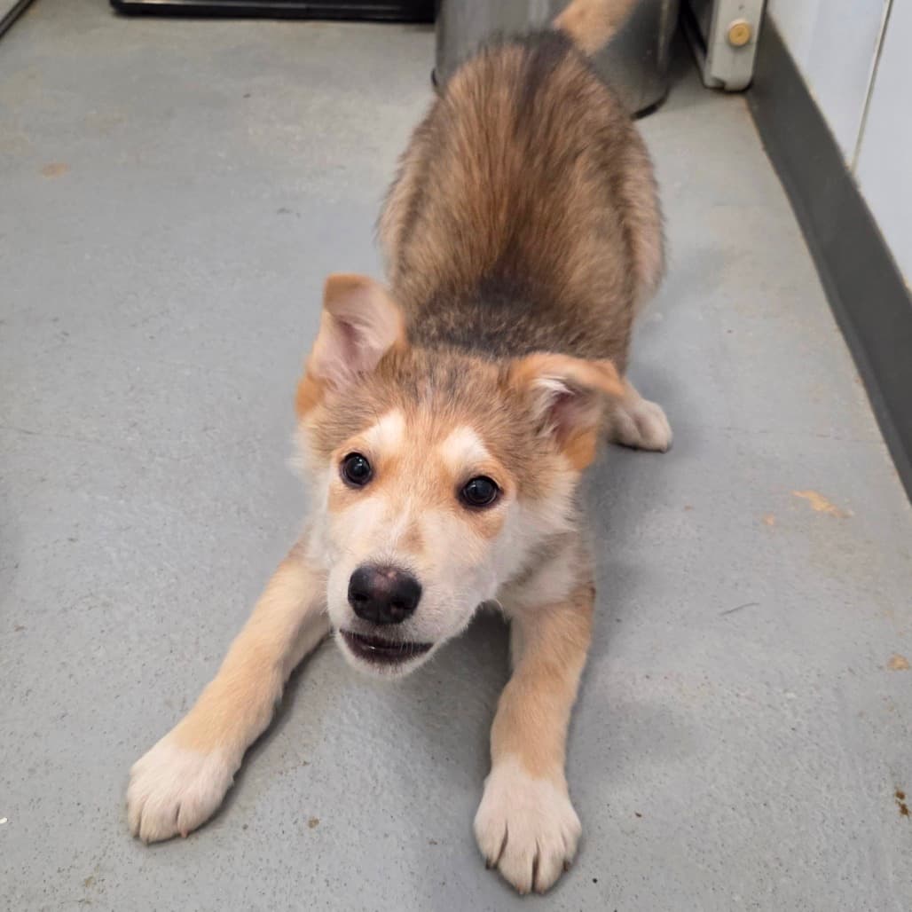 Dean - Husky available for adoption