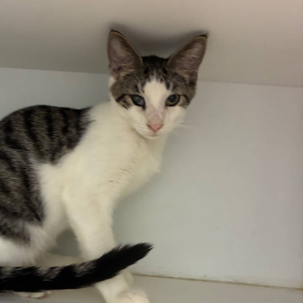 Fred - Domestic Shorthair available for adoption