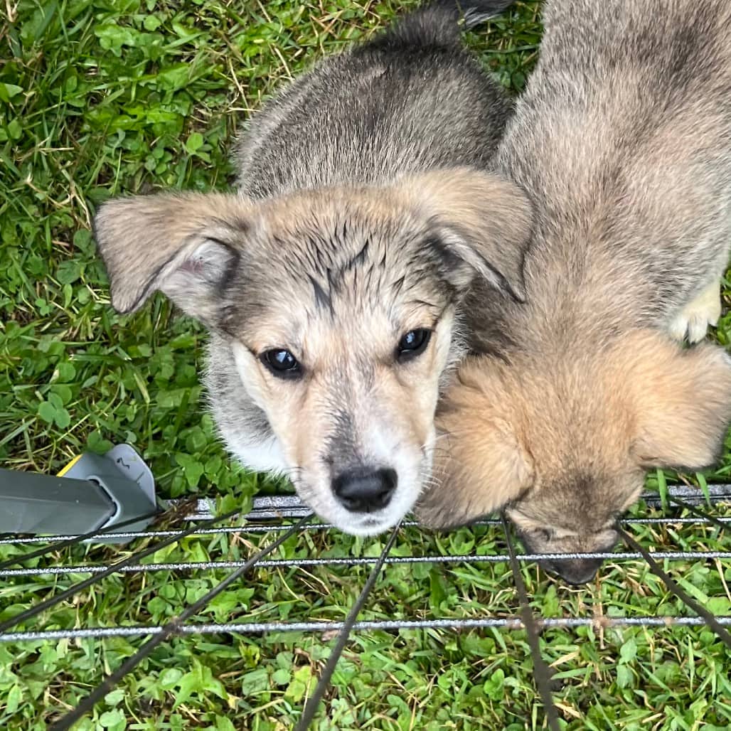 Rolo - HUSKY/MIX available for adoption in Calgary