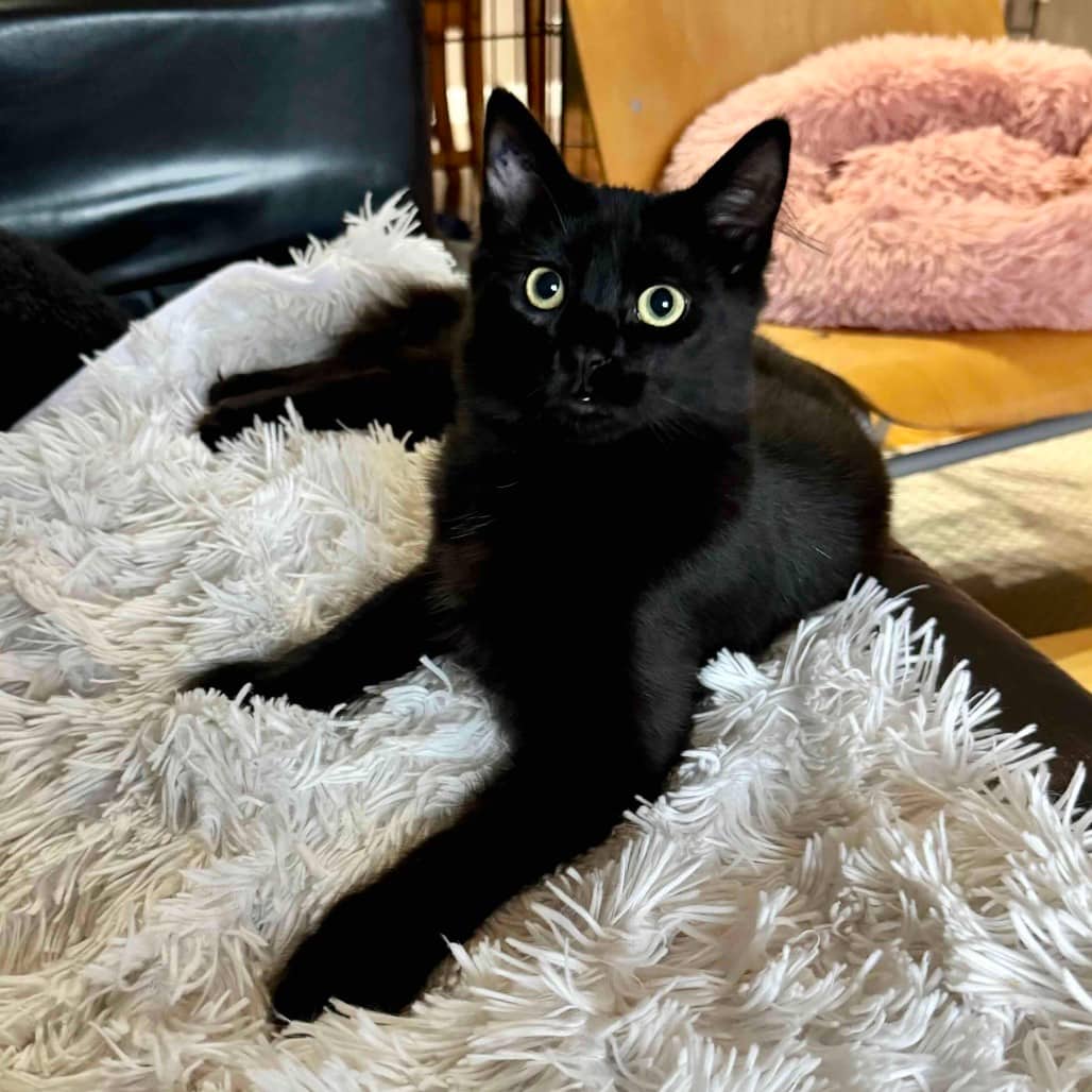 Oolong - Domestic Shorthair available for adoption