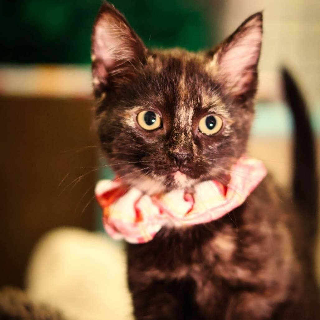 Fuji - Domestic Shorthair cat available for adoption at Vancouver Orphan Kitten Rescue Association in British Columbia