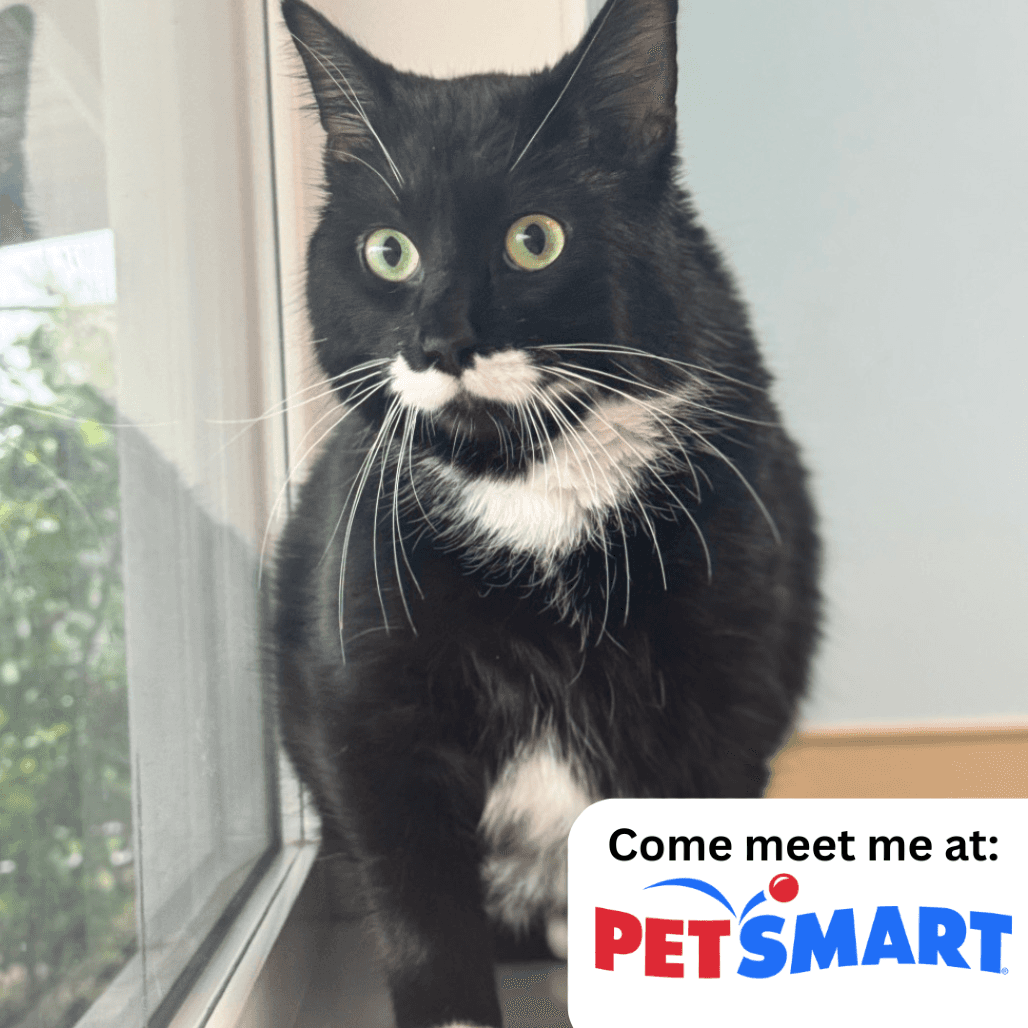 Marshall - Domestic Shorthair available for adoption