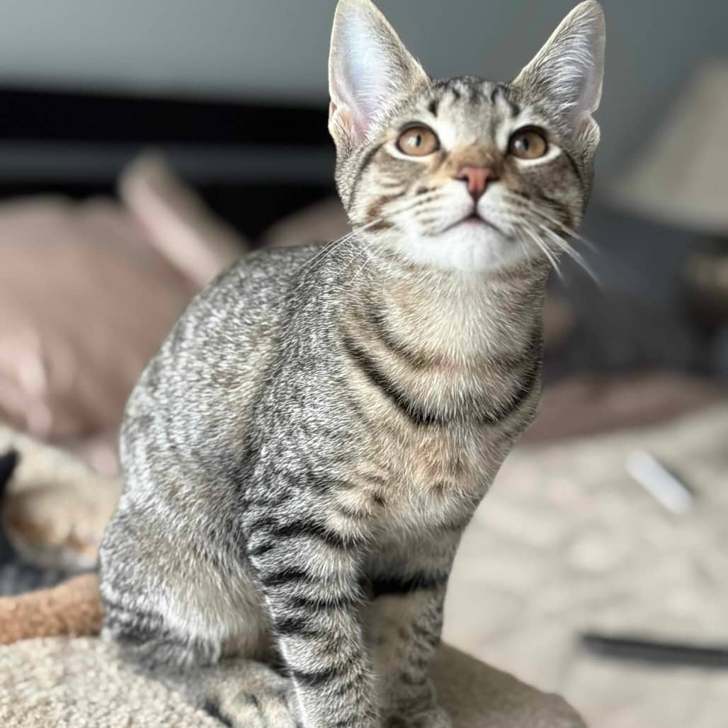 Cristina - Domestic Shorthair cat available for adoption at Vancouver Orphan Kitten Rescue Association in Vancouver