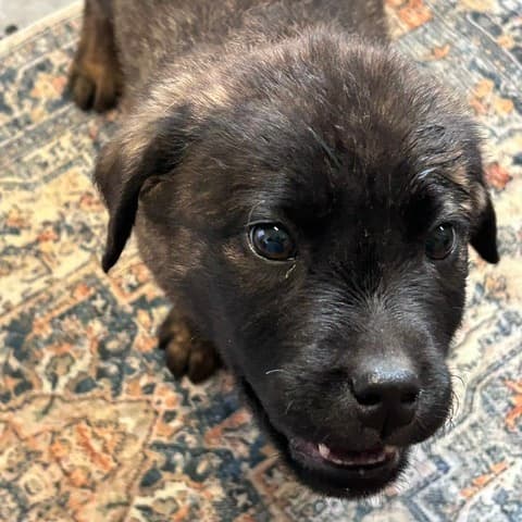 Jenga - RETRIEVER, LABRADOR/MIX available for adoption at SCARS in Calgary