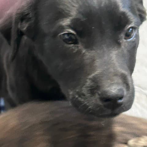 Playdoh - MIXED BREED available for adoption at SCARS in Calgary