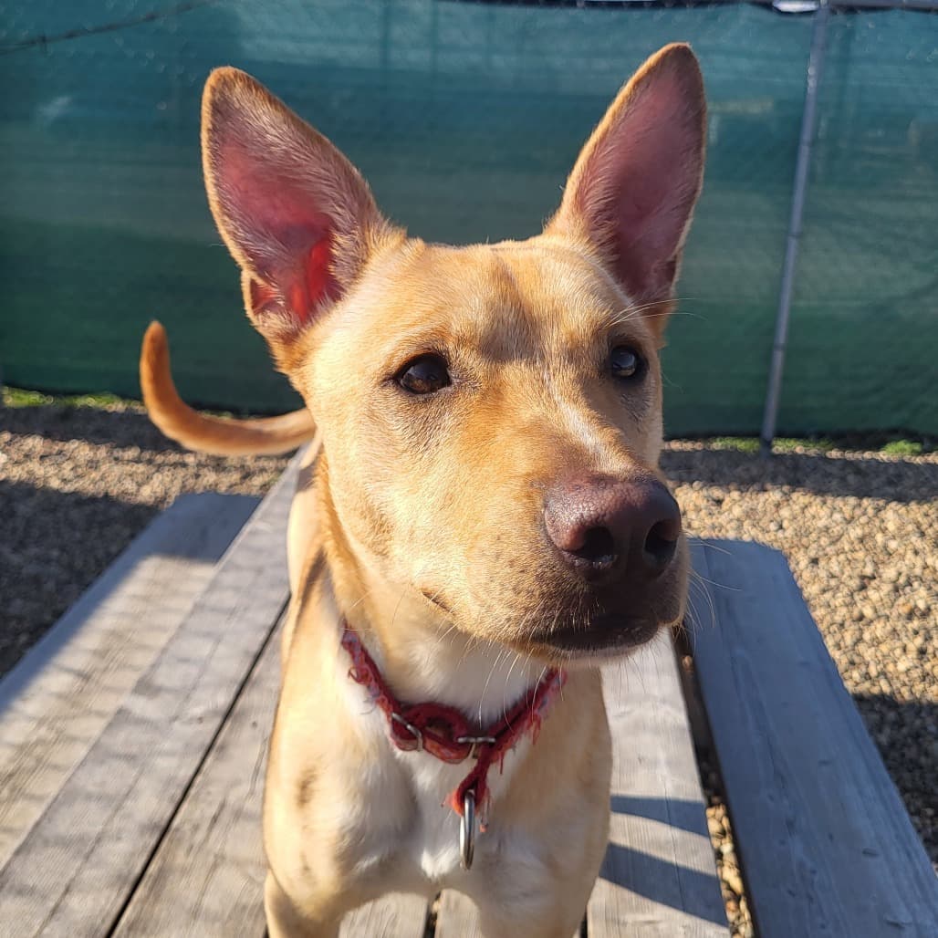 Sugar - Terrier, Pit Bull / Shepherd available for adoption in Calgary