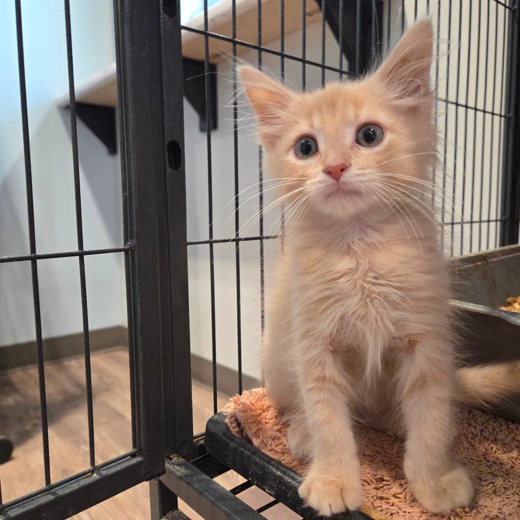 Custard Tart - Domestic Shorthair available for adoption