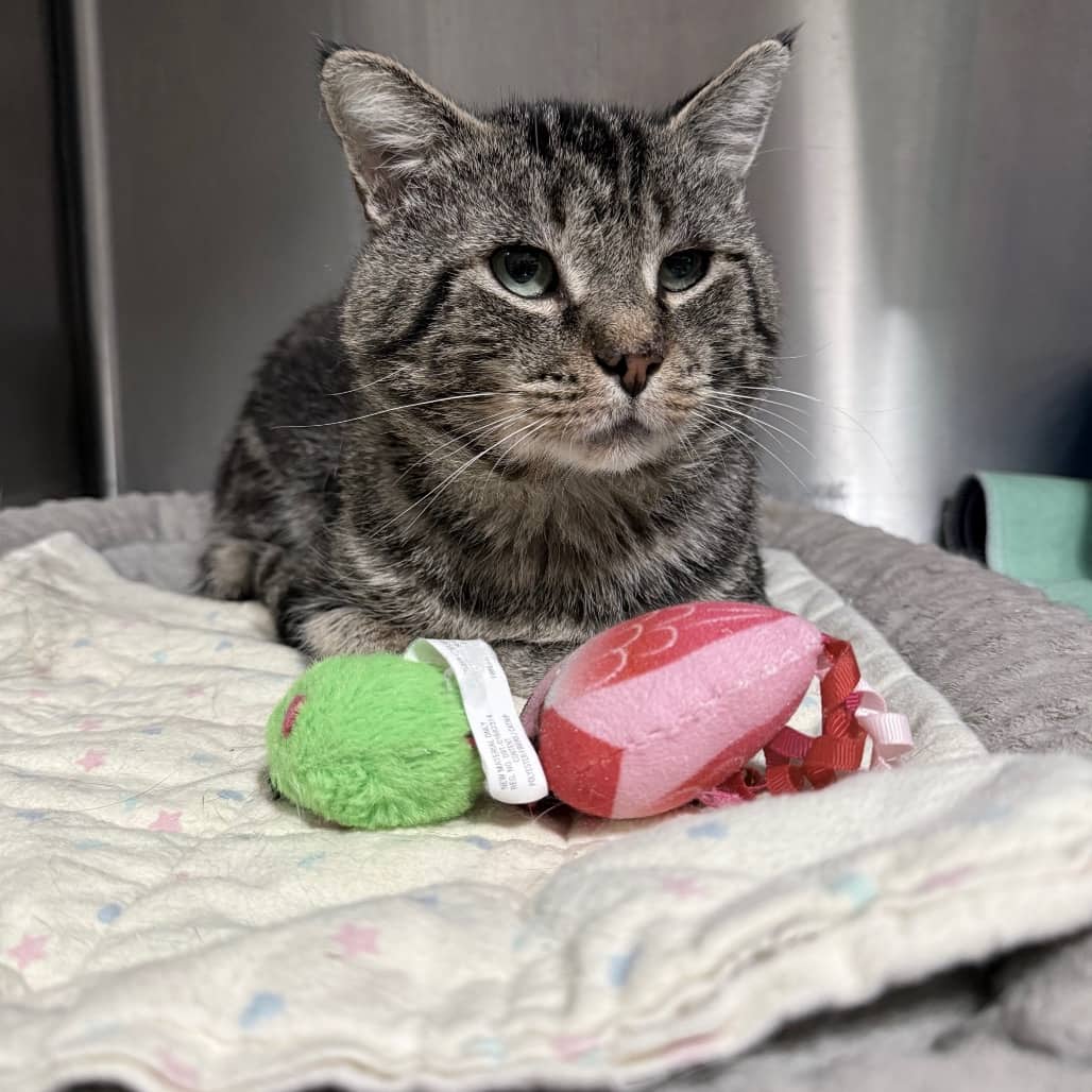 Ronen - Domestic Shorthair cat available for adoption at SCARS in Edmonton (1 of 6)