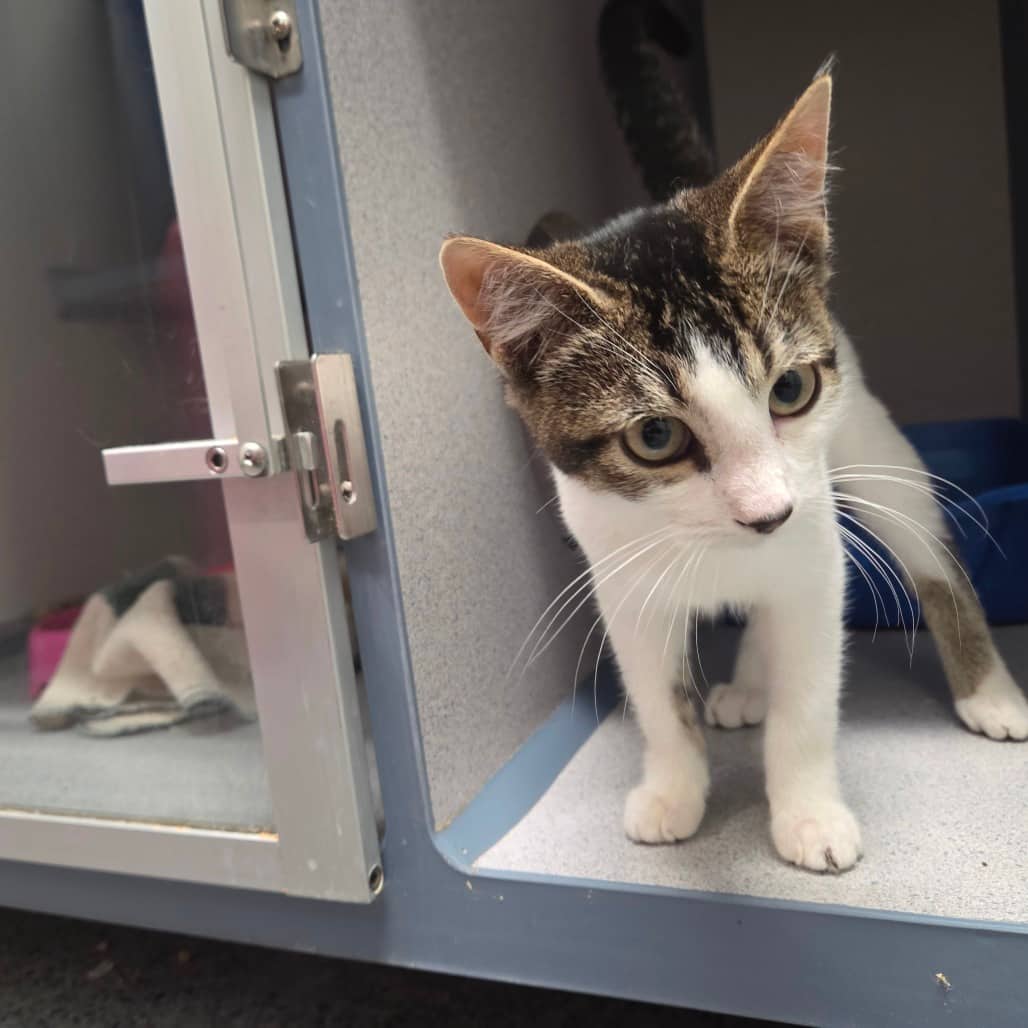 Lynx - Domestic Shorthair cat available for adoption at Battlefords Humane Society in North Battleford