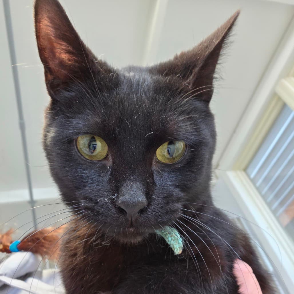 Nimbus - Blue - Domestic Medium Hair cat available for adoption at Humboldt & District SPCA in Humboldt