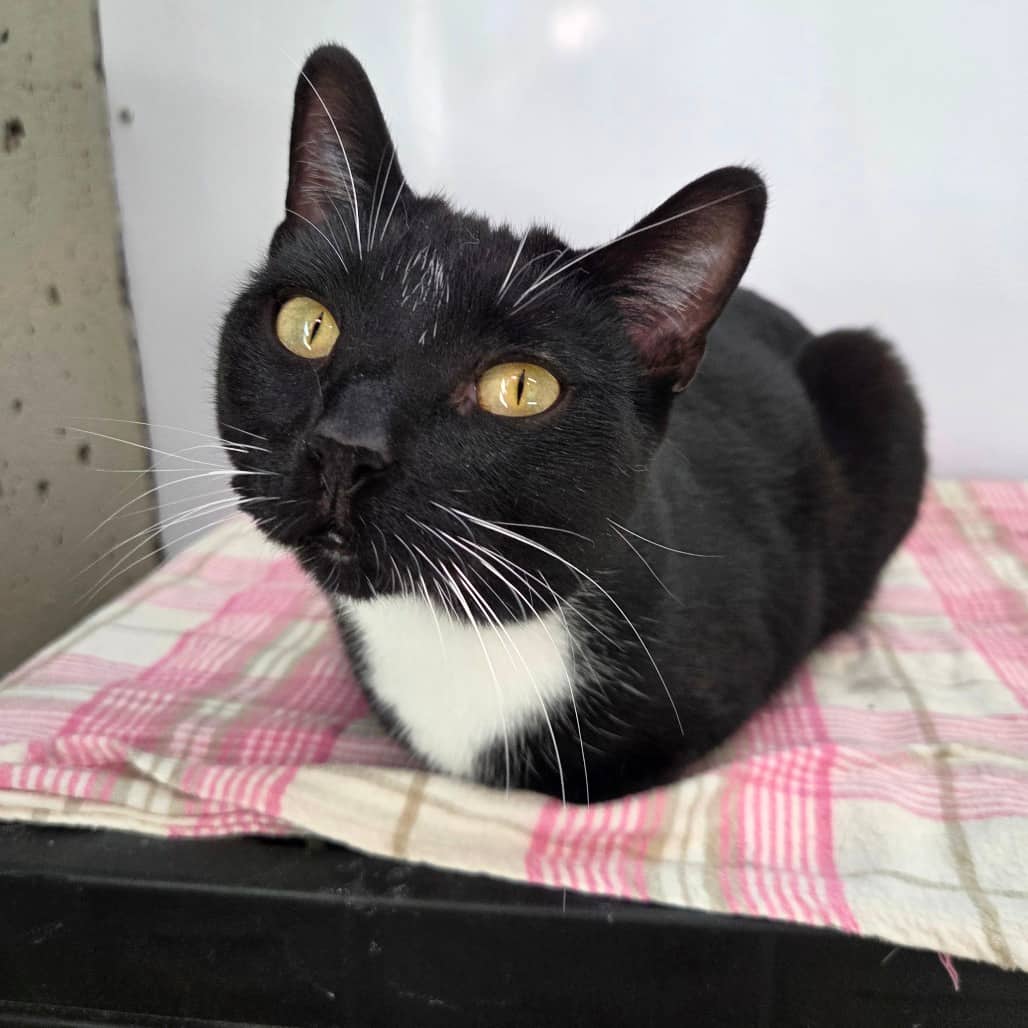 Scarlett - Domestic Shorthair cat available for adoption at Humboldt & District SPCA in Humboldt