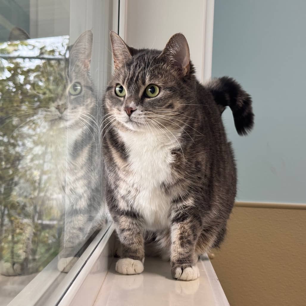 Marie - Domestic Medium Hair cat available for adoption at Prince Albert SPCA in Prince Albert