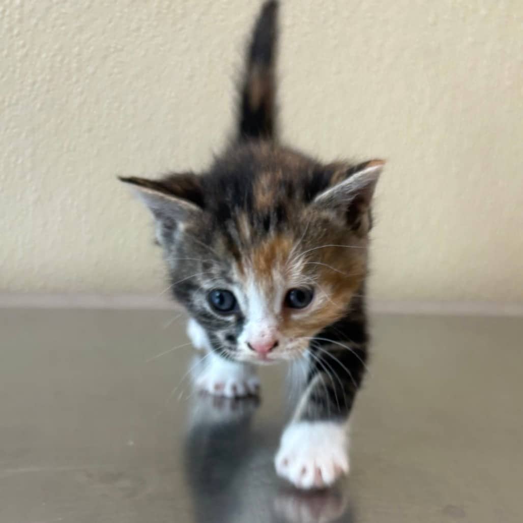Barbara - Domestic Shorthair cat available for adoption at Saskatoon SPCA in Saskatoon