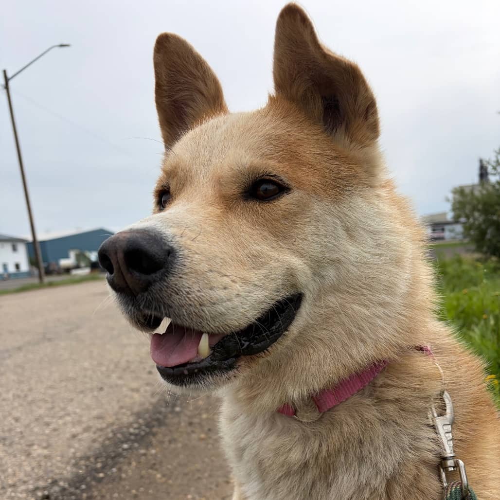 Copper - HUSKY, SIBERIAN/MIX available for adoption in Alberta
