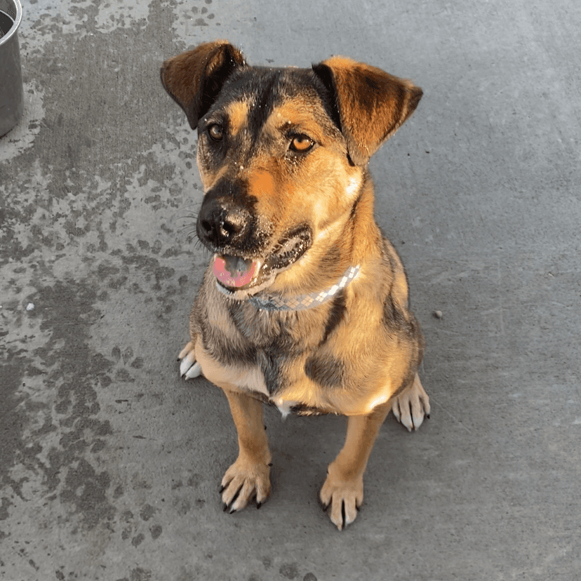 Shakira - Cattle Dog / Shepherd available for adoption in Saskatchewan
