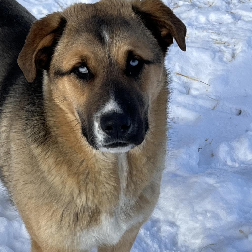 Frankie - MIXED BREED available for adoption at SCARS in Calgary