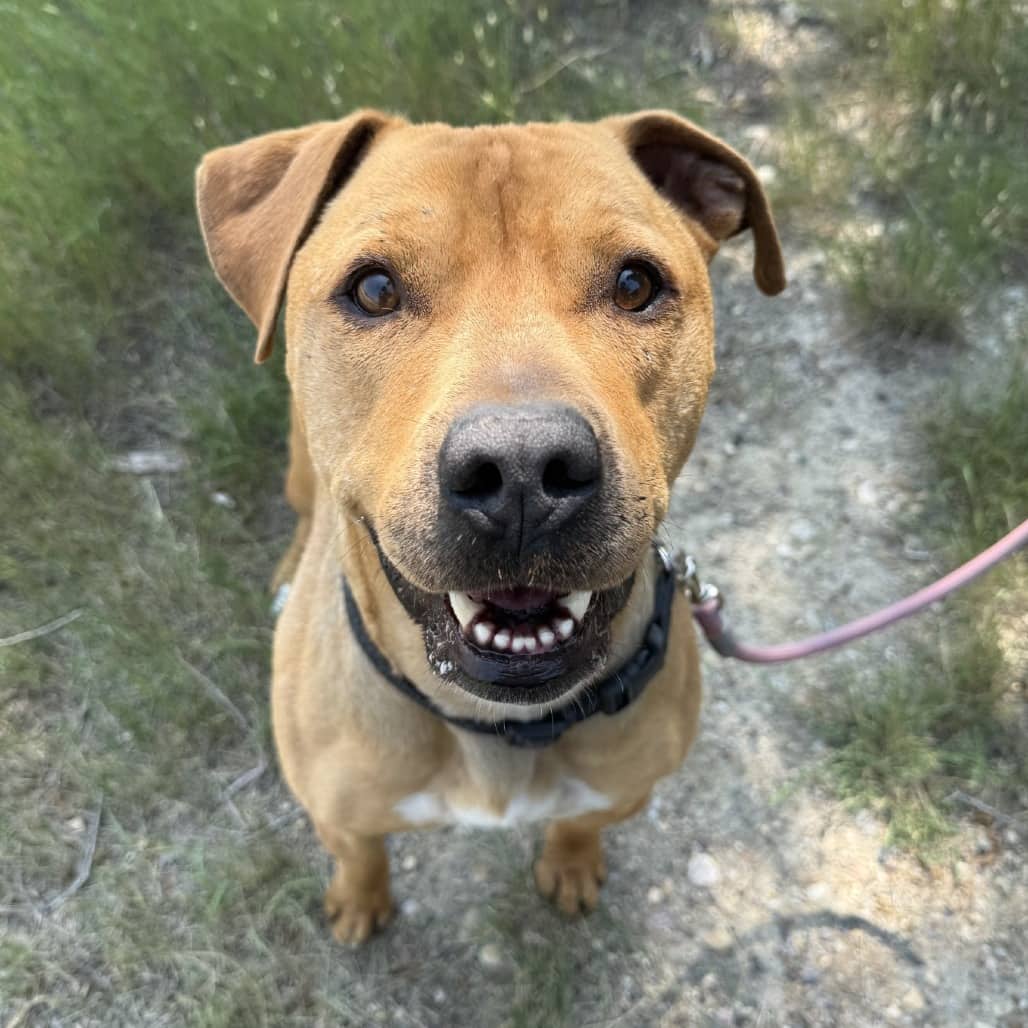 Radar - Terrier, Pit Bull / Mixed Breed (Large) available for adoption