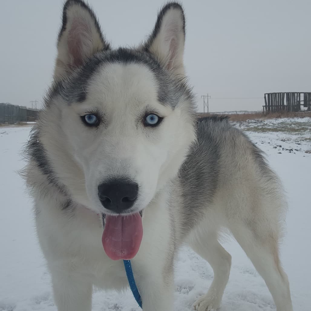 Aria - Husky, Siberian available for adoption in Saskatchewan