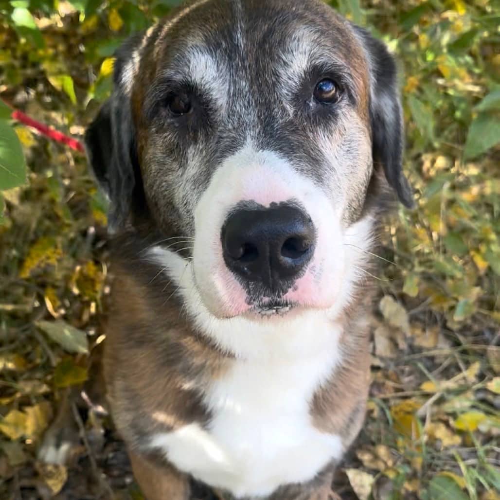 Beau - Mixed Breed (Large) available for adoption in Calgary