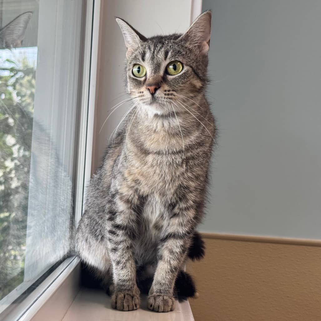 Trixie - Domestic Shorthair available for adoption
