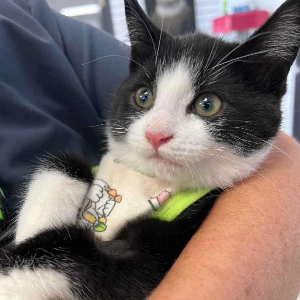 Thelma - Domestic Shorthair cat available for adoption at Border Paws Animal Shelter in Lloydminster