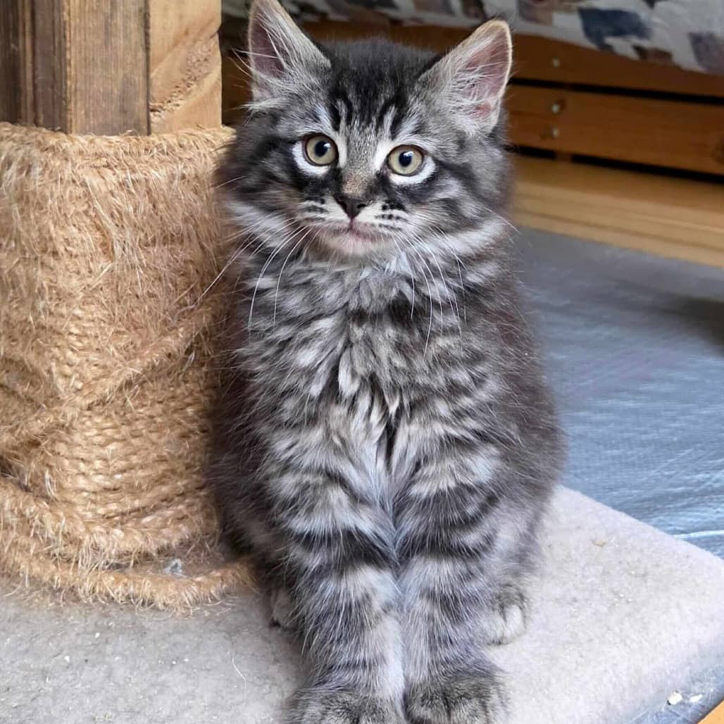Hyperion - Domestic Longhair cat available for adoption in British Columbia
