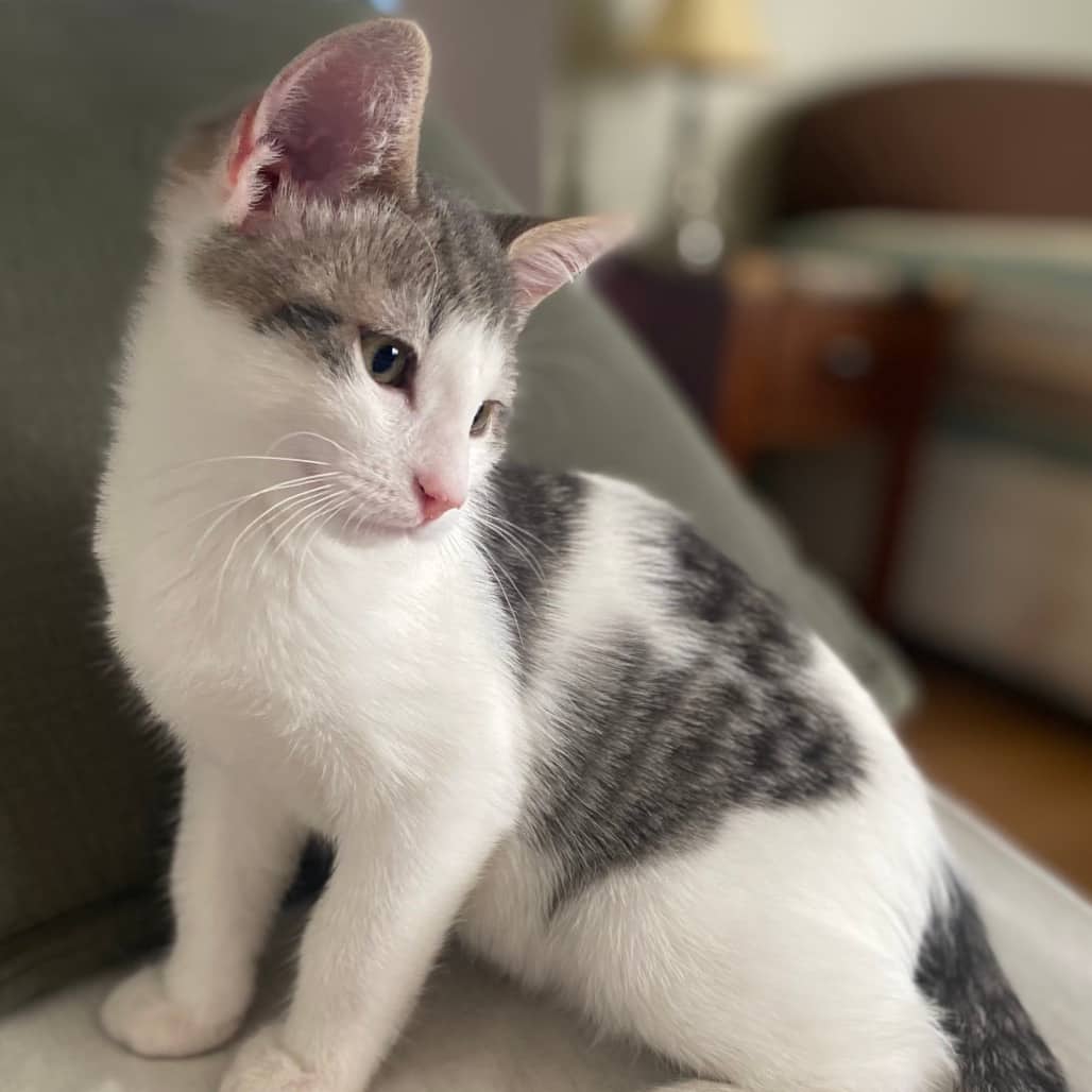 Cotton - Domestic Shorthair available for adoption