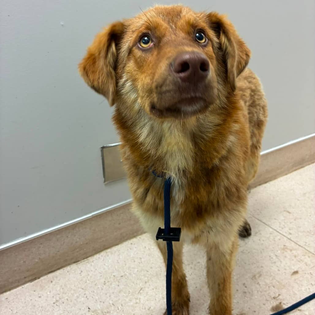 Sonic - SHEPHERD/MIX available for adoption