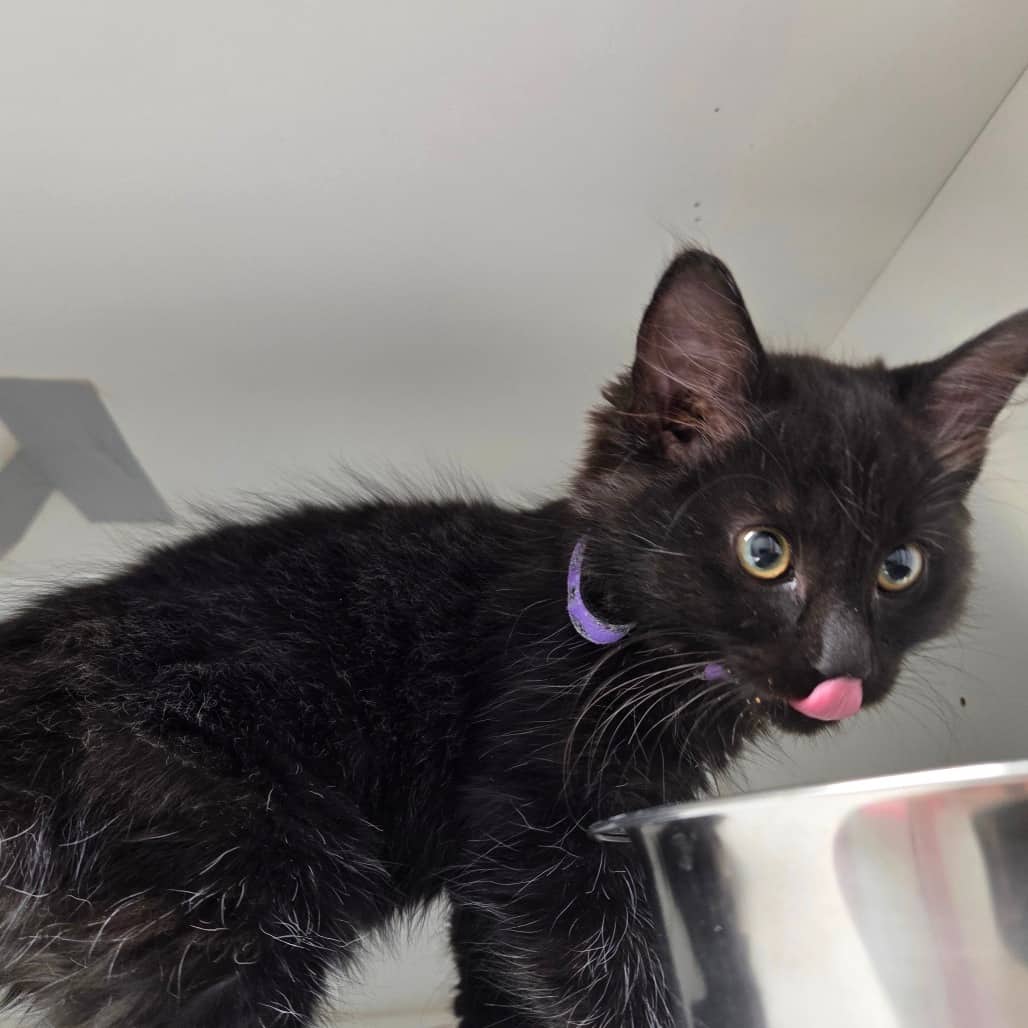 Astrid - Domestic Medium Hair cat available for adoption at Battlefords Humane Society in North Battleford