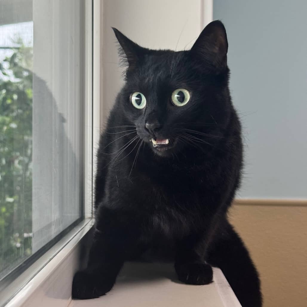 Missy - Domestic Shorthair available for adoption