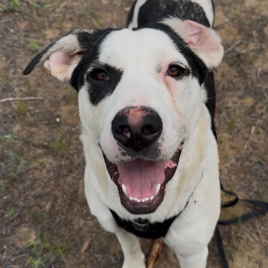 Meeka - Mixed Breed (Large) available for adoption
