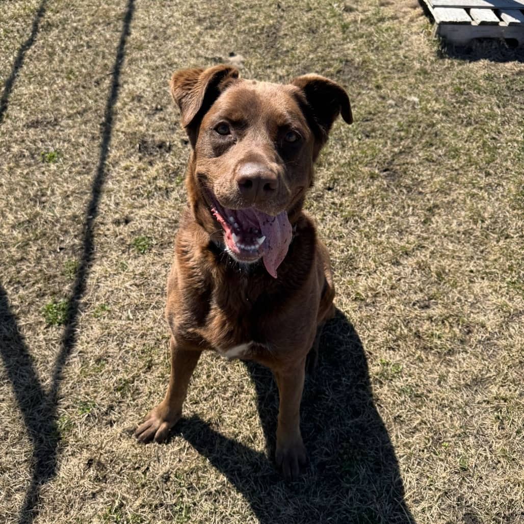 Mags - MIXED BREED available for adoption