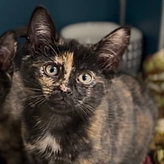 Churro - Domestic Shorthair cat available for adoption at Border Paws Animal Shelter in Lloydminster