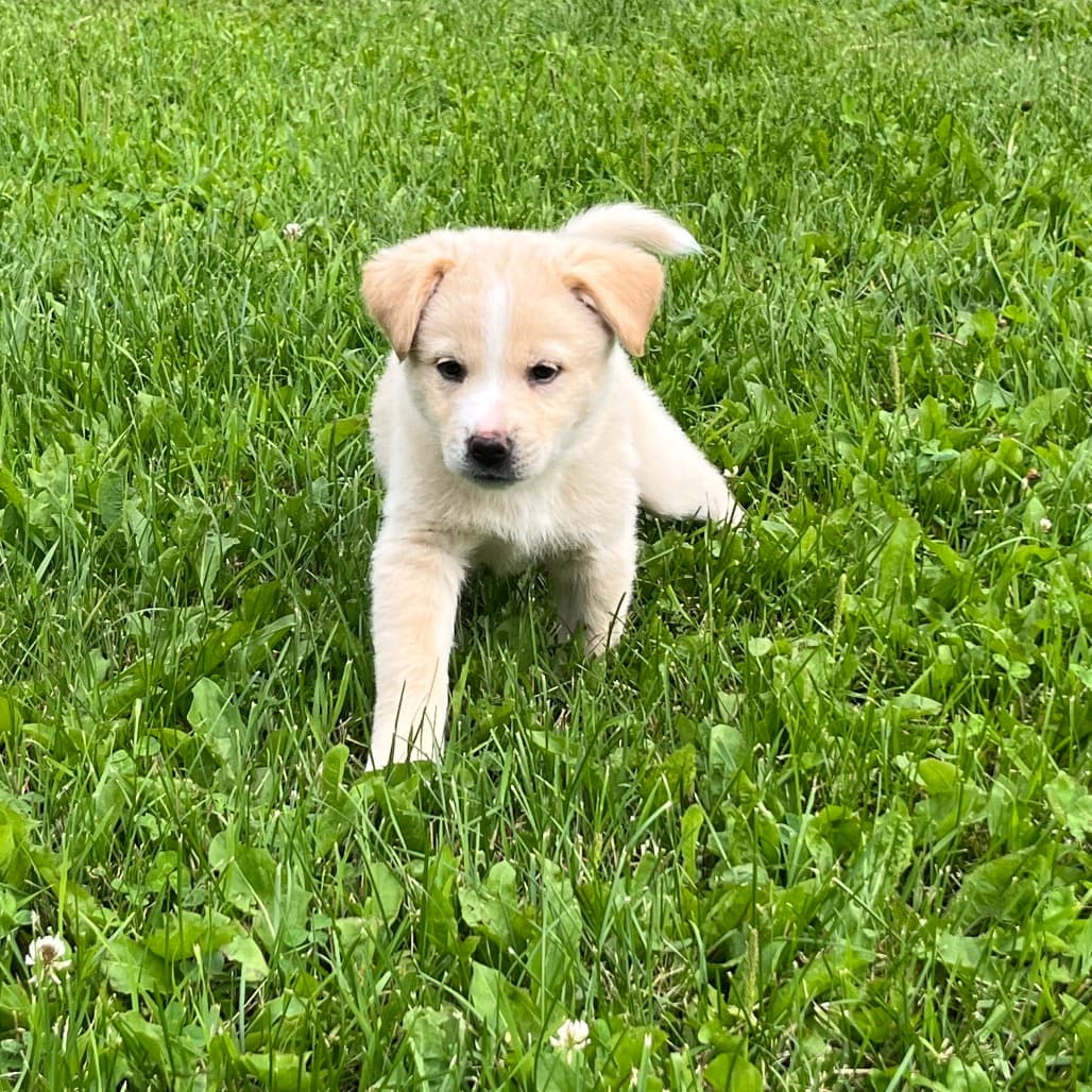 Lainey - HUSKY/MIX available for adoption at SCARS in Calgary (1 of 5)