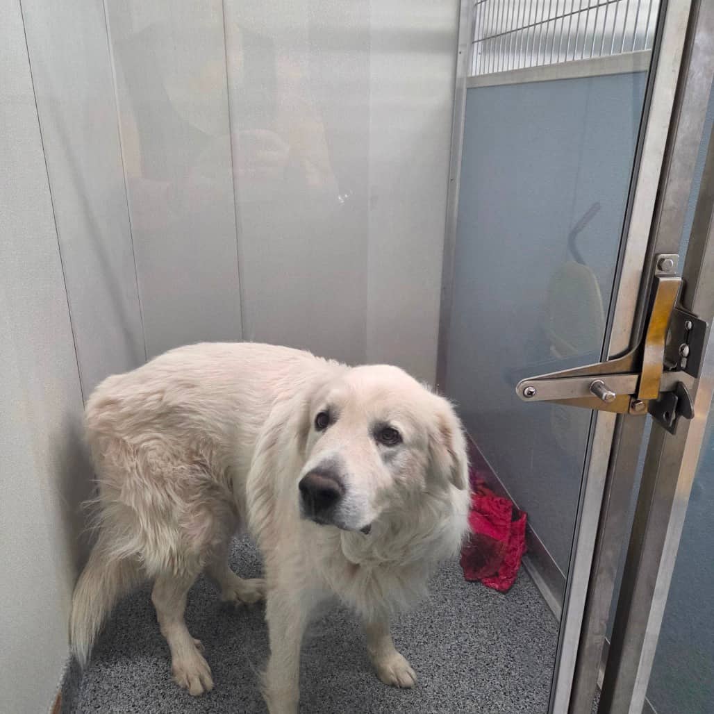 Halo (Zorro) - Pyrenees, Great available for adoption