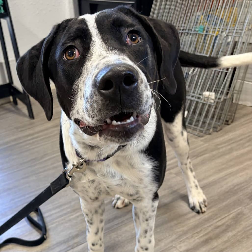 Dotty - Great Dane / Retriever, Black Labrador available for adoption in Saskatchewan