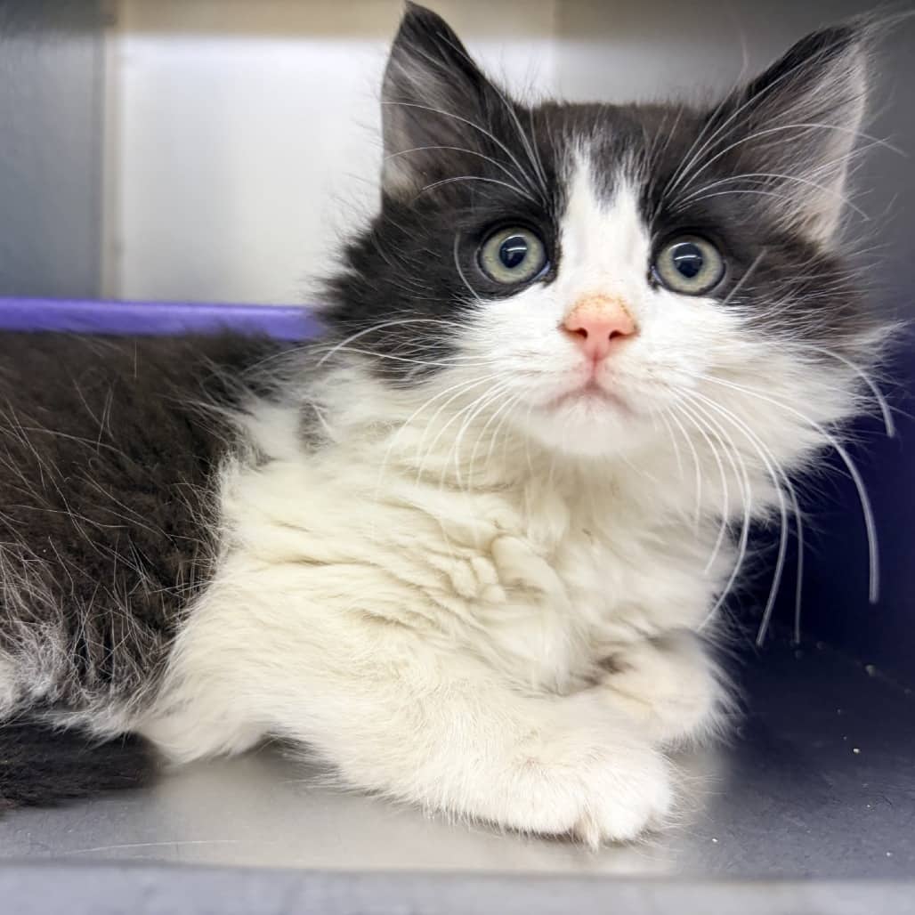 Houdini - Domestic Longhair cat available for adoption at Moose Jaw Humane Society in Moose Jaw