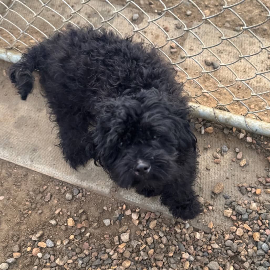 Blair - Terrier, Wirehaired available for adoption in Calgary