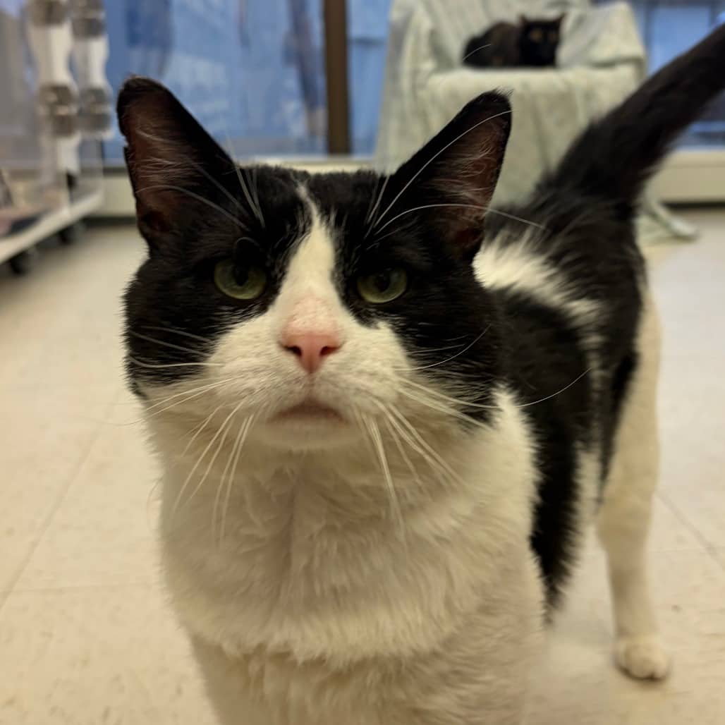 Theo - Domestic Shorthair available for adoption