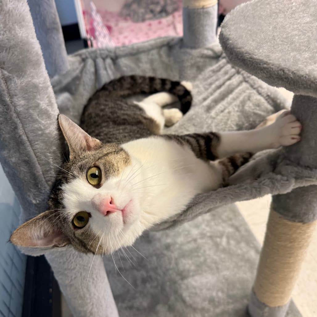 Crayon - Domestic Shorthair cat available for adoption at Border Paws Animal Shelter in Lloydminster
