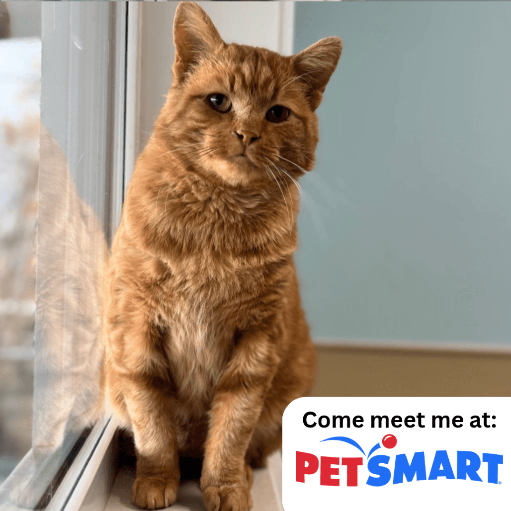 Detail - Domestic Shorthair cat available for adoption at Prince Albert SPCA in Prince Albert