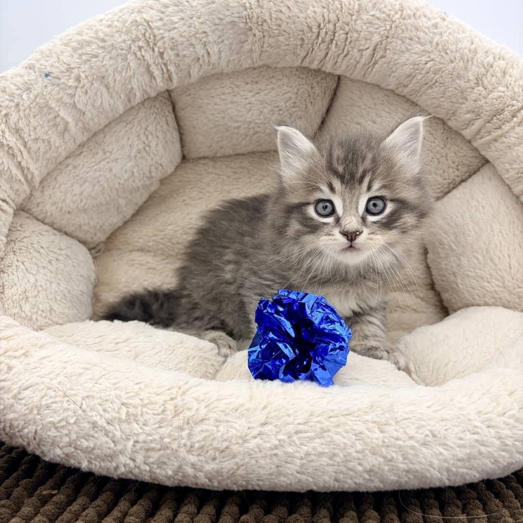 Tabasco - Domestic Medium Hair cat available for adoption at Moose Jaw Humane Society in Moose Jaw