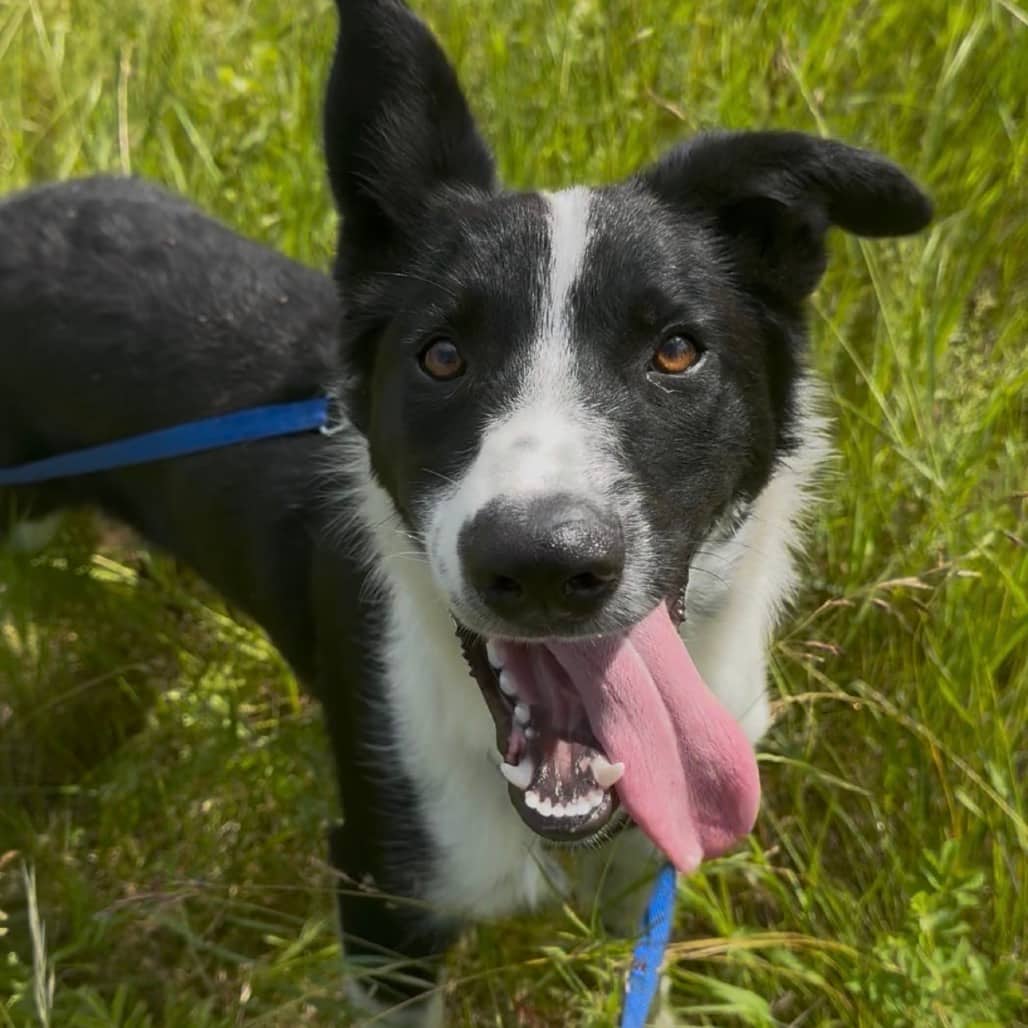 Bugs - Collie, Border / Mix available for adoption