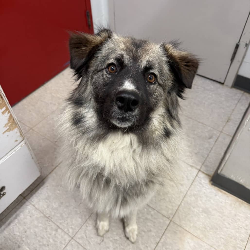 Nika - Husky / Shepherd available for adoption in Calgary