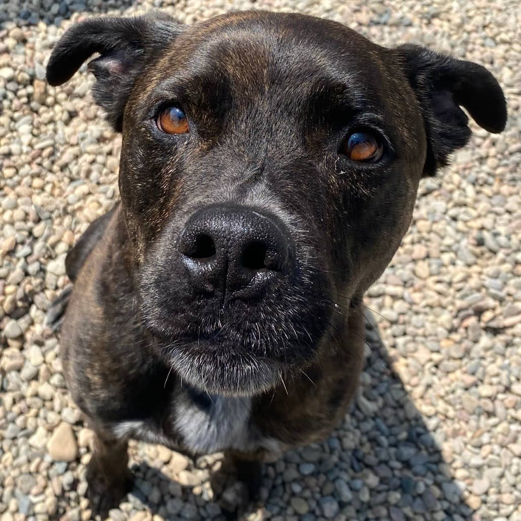 Callie - Terrier, American Staffordshire / Mixed Breed (Medium) available for adoption