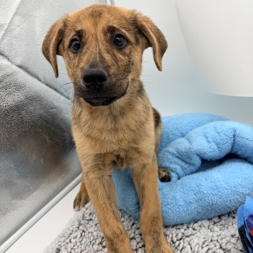Wolf - Shepherd, German / Mixed Breed (Medium) available for adoption