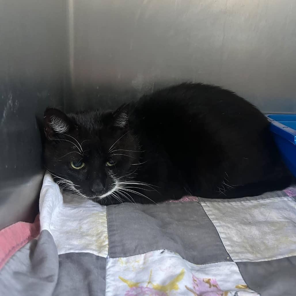 Kratos - Domestic Shorthair cat available for adoption at SCARS in Edmonton