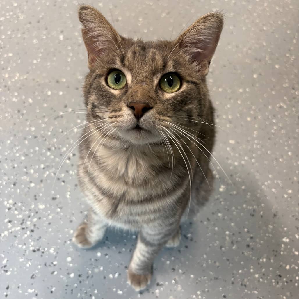Phillip - Domestic Shorthair available for adoption