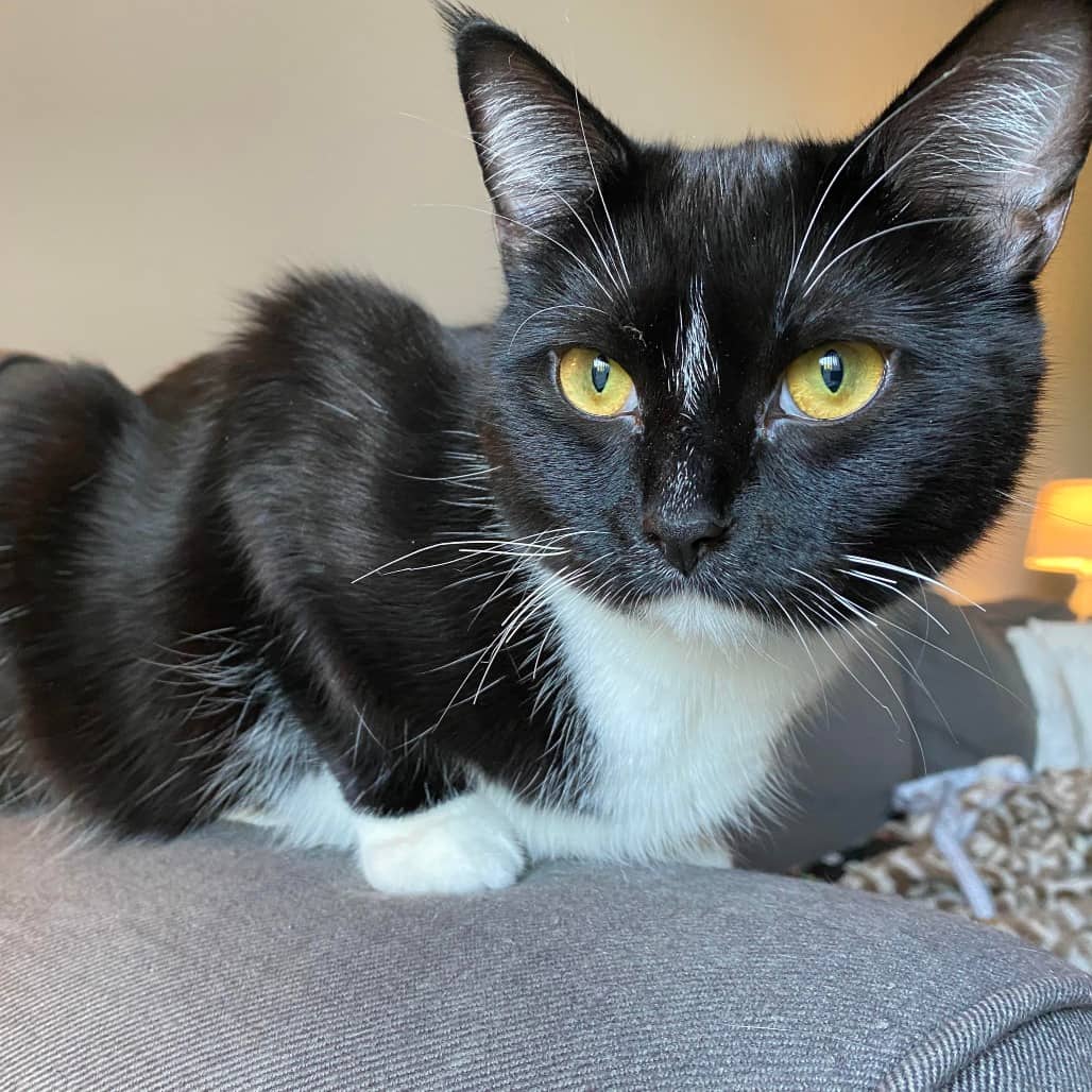 Maise - Domestic Shorthair cat available for adoption at Vancouver Orphan Kitten Rescue Association in Vancouver